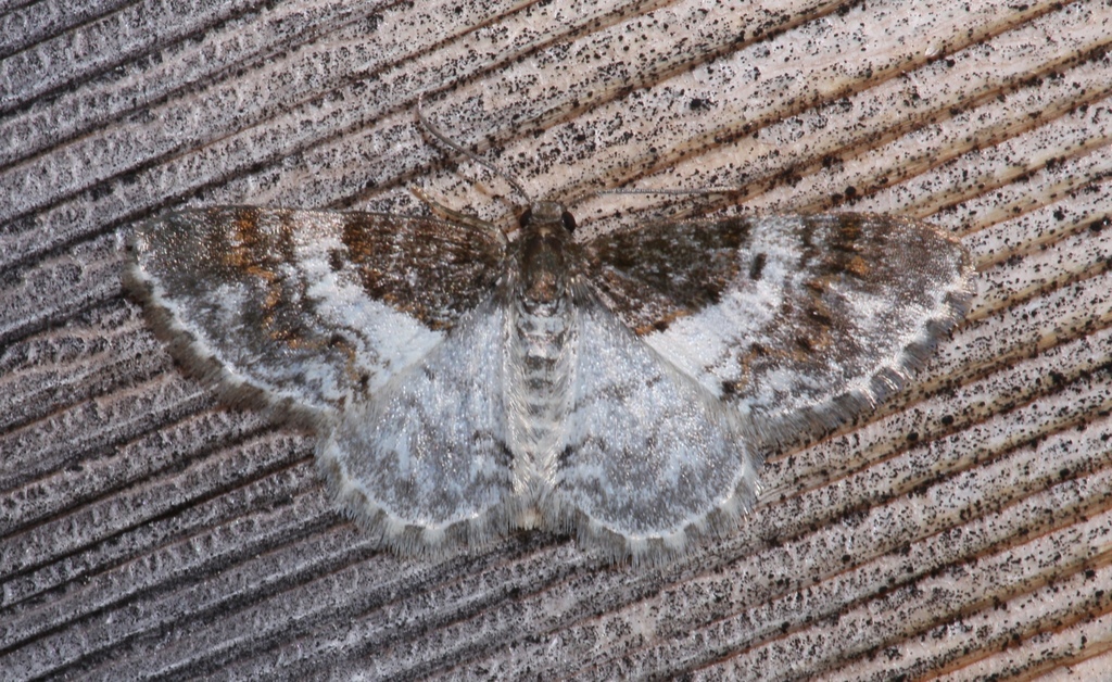 Light Carpet Moth