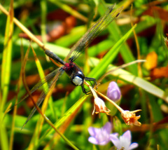 Leucorrhinia glacialis