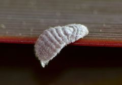 Coelostomidia