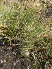 Carex myosuroides