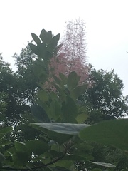 Cotinus coggygria