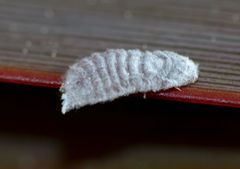 Coelostomidia