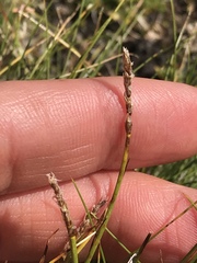 Carex myosuroides