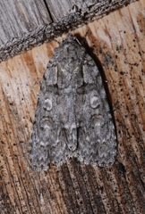 Acronicta modica