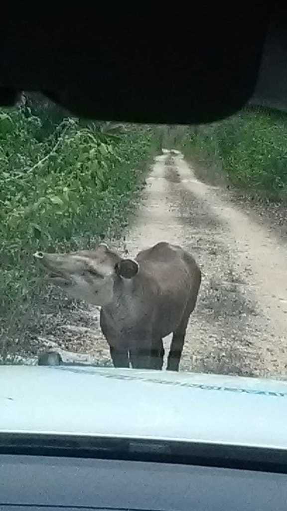 Baird's Tapir