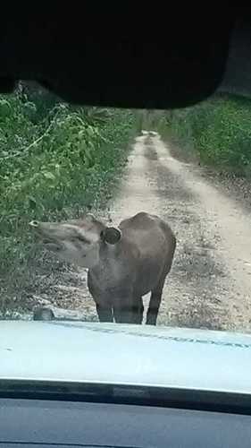 Baird's Tapir