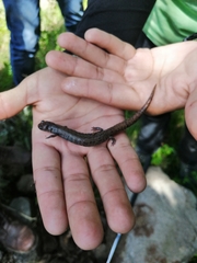 Pseudoeurycea leprosa