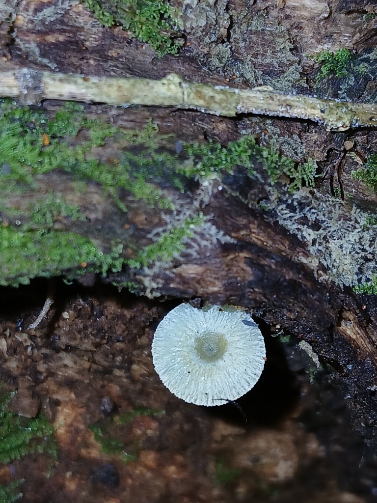 Mycena interrupta · April 2025 · photo: © naturewatchwidow (iNaturalist, cc-by)