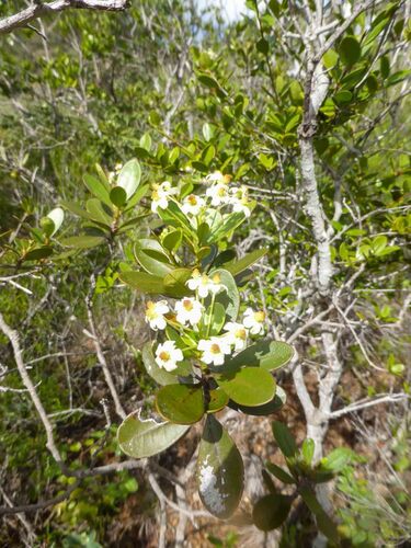 Baloghia drimiflora observed 2025-04-16
