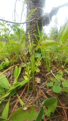 Botrychium michiganense