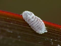 Coelostomidia