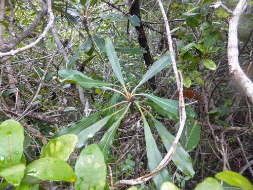 Pittosporum collinum observed 2025-04-16