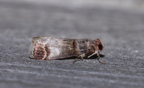 Orange-tufted Oneida Moth photo 5