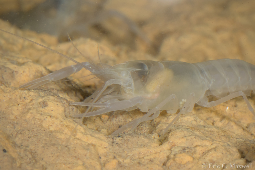 Dougherty Plain Cave Crayfish