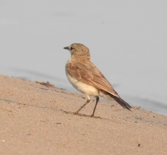 Syrtidicola fluviatilis