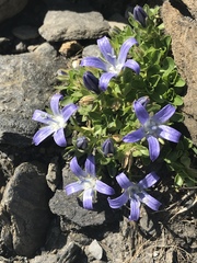 Campanula cenisia
