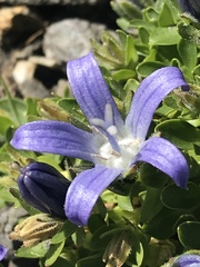Campanula cenisia