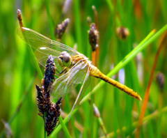 Sympetrum costiferum