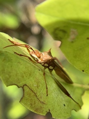 Hyalymenus longispinus