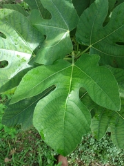 Ficus carica