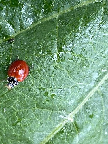 iNaturalist observation photo of Spotless Lady Beetle