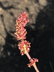 Rumex nivalis