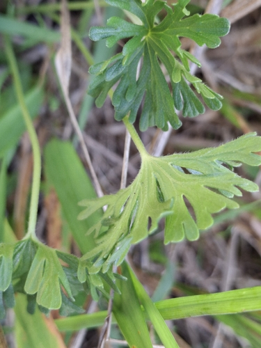 Image of Geranium retrorsum by (c) Andy McKay, some rights reserved (CC BY)