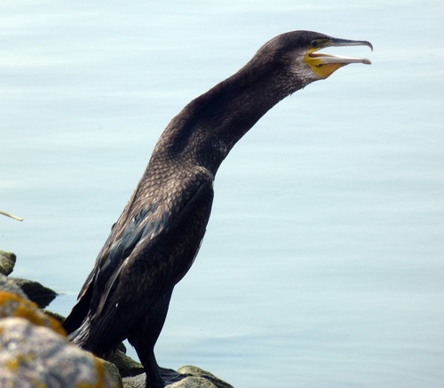 Grand Cormoran