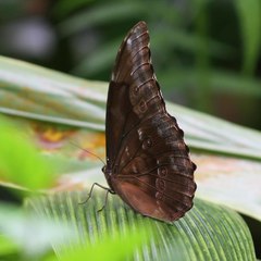 Morpho menelaus coeruleus
