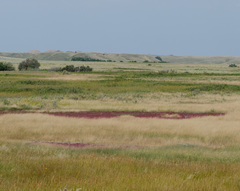 Salicornia rubra