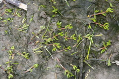 Crassula kirkii