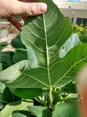 Ficus carica