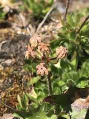 Androsace chamaejasme