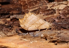 Drepana bilineata