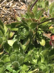 Androsace chamaejasme