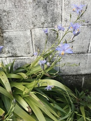Iris japonica