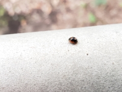 Exochomus marginipennis