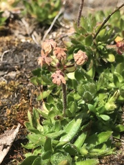 Androsace chamaejasme