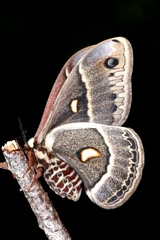 Hyalophora columbia