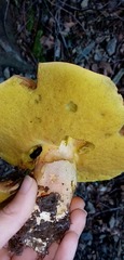 Butyriboletus appendiculatus