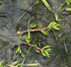 Crassula kirkii
