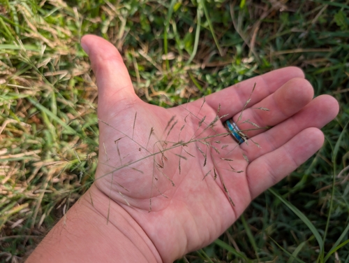 Image of Eragrostis tenuifolia by (c) Damien Wallace, some rights reserved (CC BY)