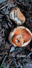 Lactarius rubrilacteus