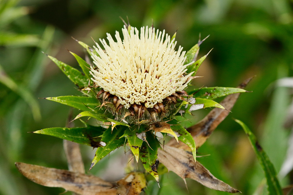 Carlina salicifolia