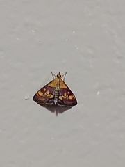Pyrausta aurata
