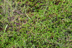 Crassula kirkii