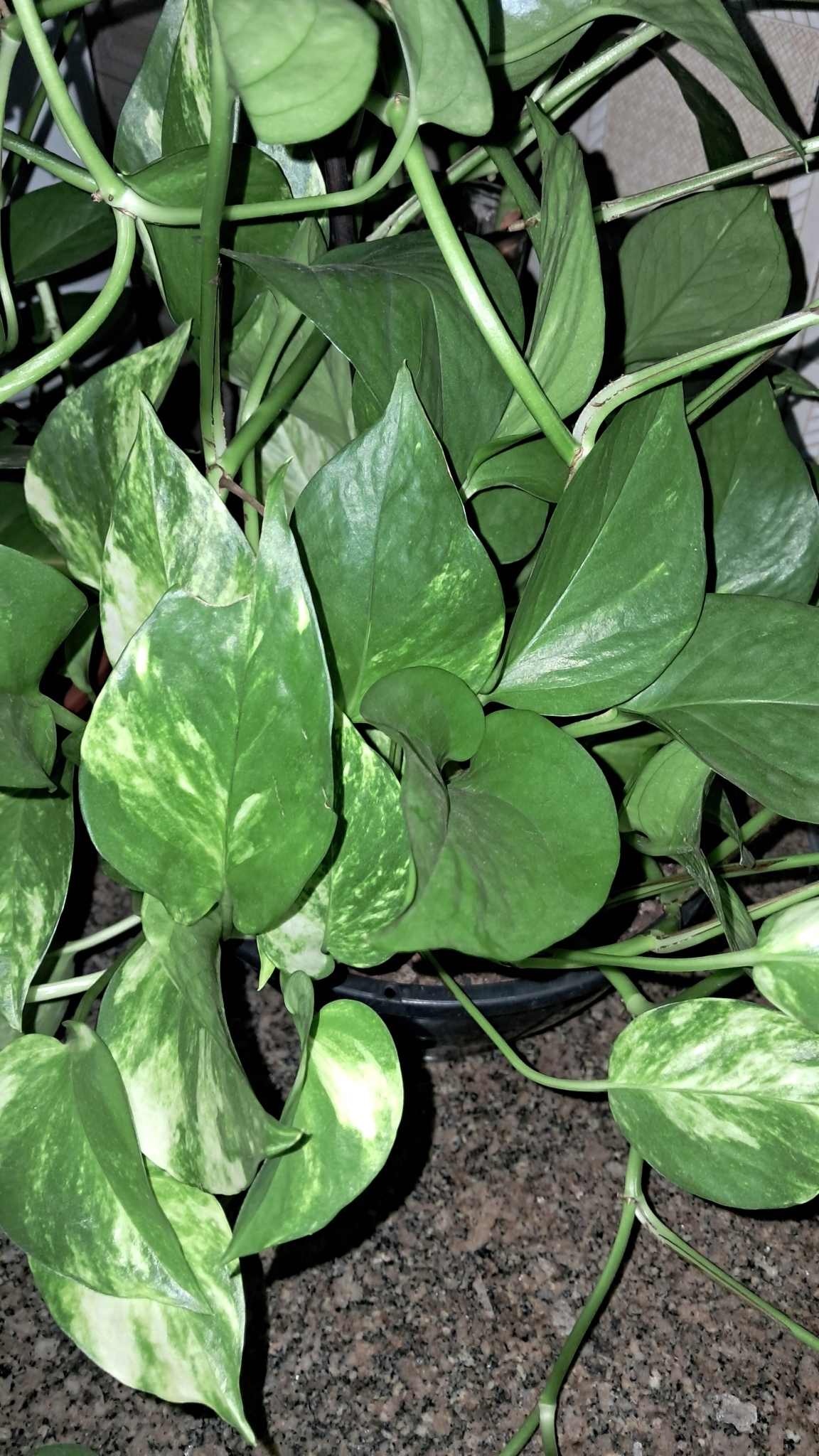 Epipremnum aureum