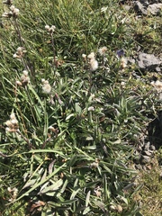 Antennaria carpatica