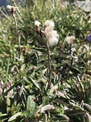 Antennaria carpatica