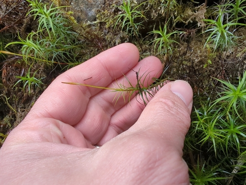 Image of Polytrichastrum alpinum by (c) Matt Muir, some rights reserved (CC BY)
